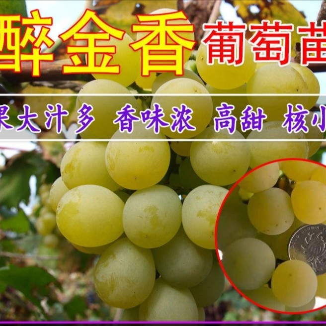 醉金香葡萄苗，抗病能力强，死苗补发，品种纯正