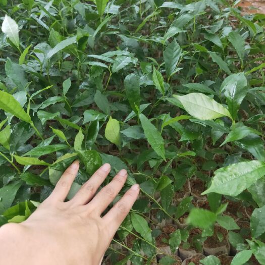 浦北县牛奶果苗 白花牛奶苗