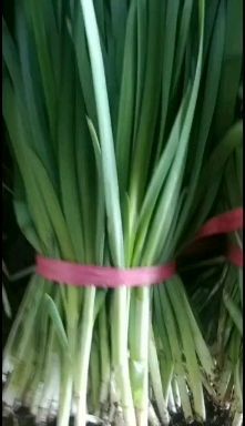 凌海市大叶韭菜 凌海陆地韭菜质量好品质高