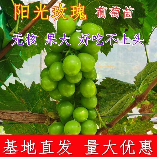 平邑县阳光玫瑰葡萄苗  阳光玫瑰，根系发达，死苗补发，抗病能力强，现挖现卖，保证正品