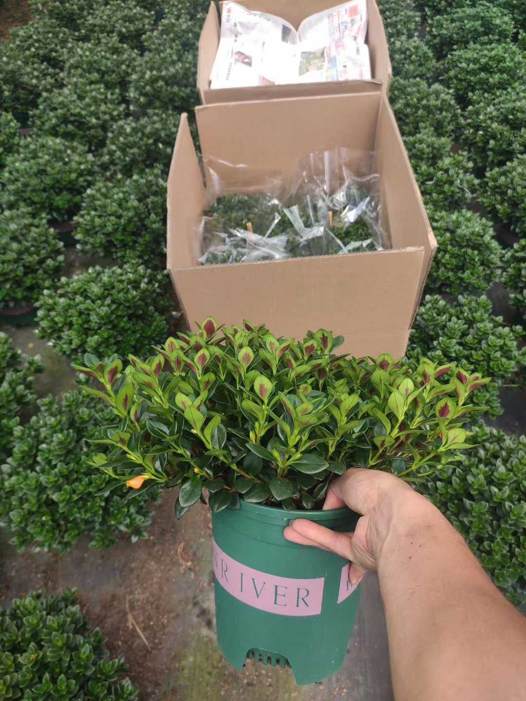 草花  金鱼草