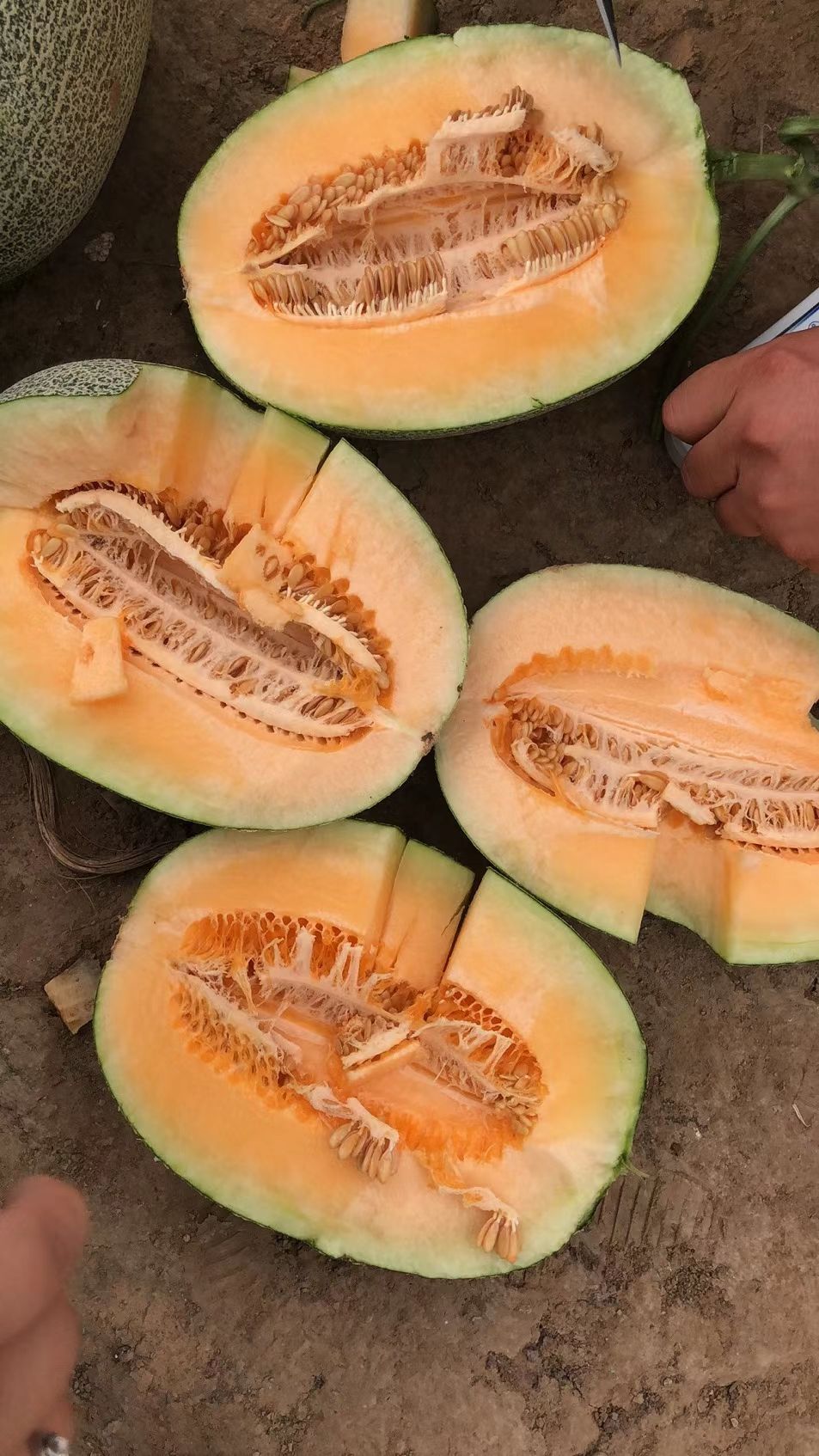 [晓蜜25号批发]晓蜜25号 山东哈密瓜 精品西洲密 晓密25 产地实力代办