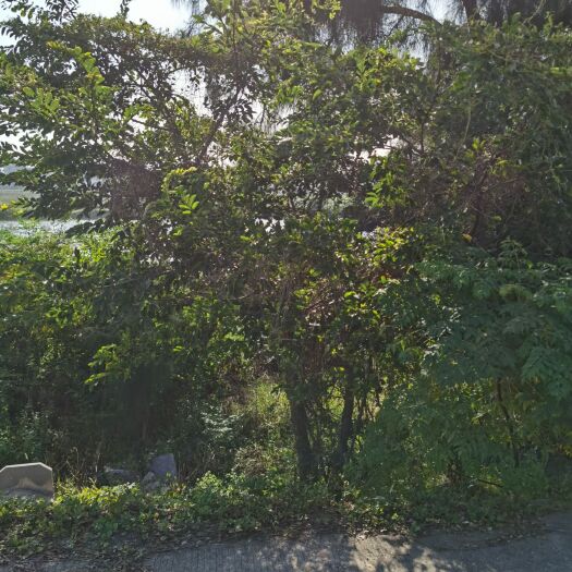 莆田 朴树，小叶朴，胸径10-19公分