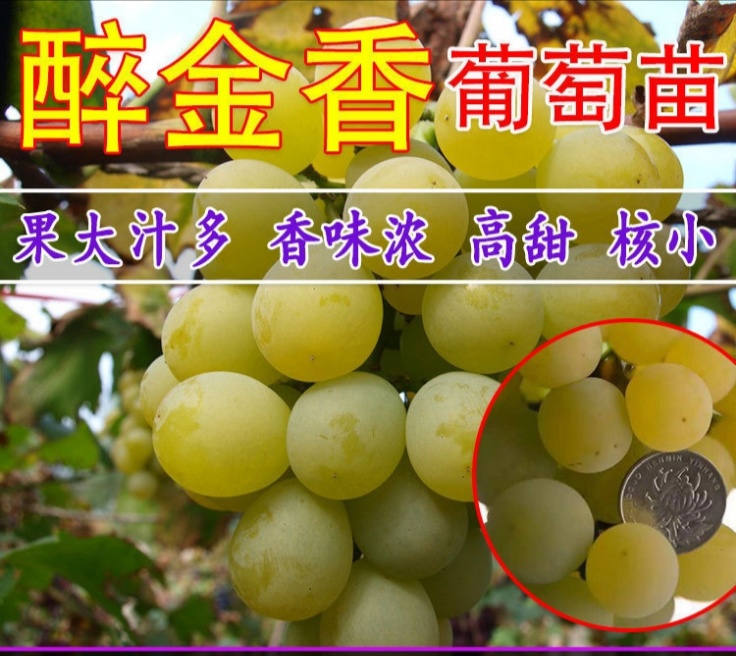 醉金香葡萄苗，抗病能力强，死苗补发，品种纯正