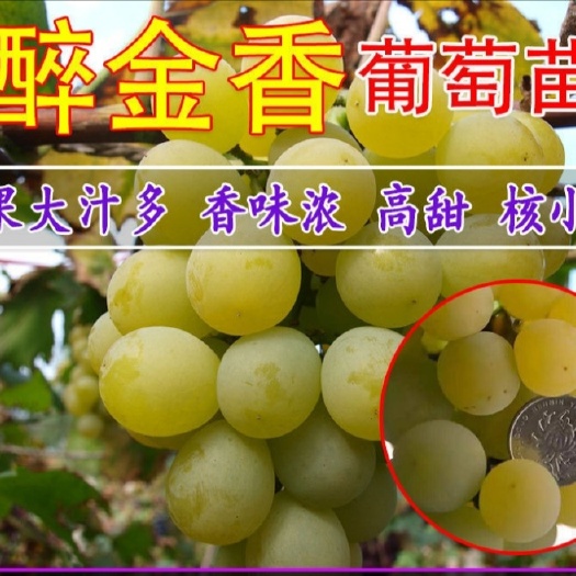 平邑县醉金香葡萄苗，抗病能力强，死苗补发，品种纯正