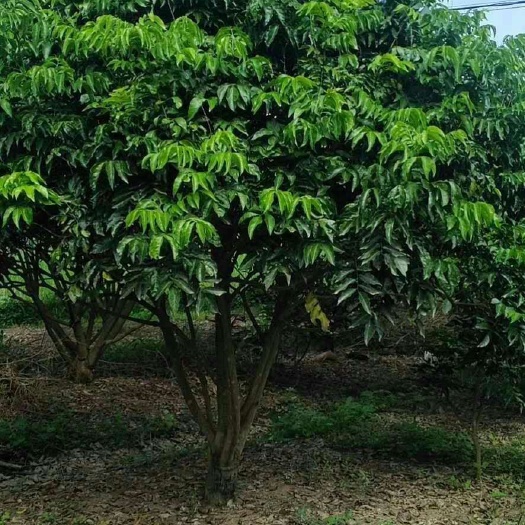 荔浦市鸡心黄皮苗  黄皮果树，树形美观大方，叶片清秀！