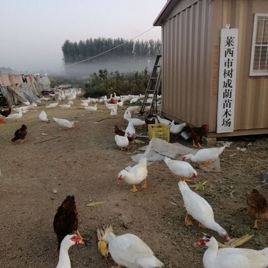 莱西市白番鸭 红头鸭生态散养