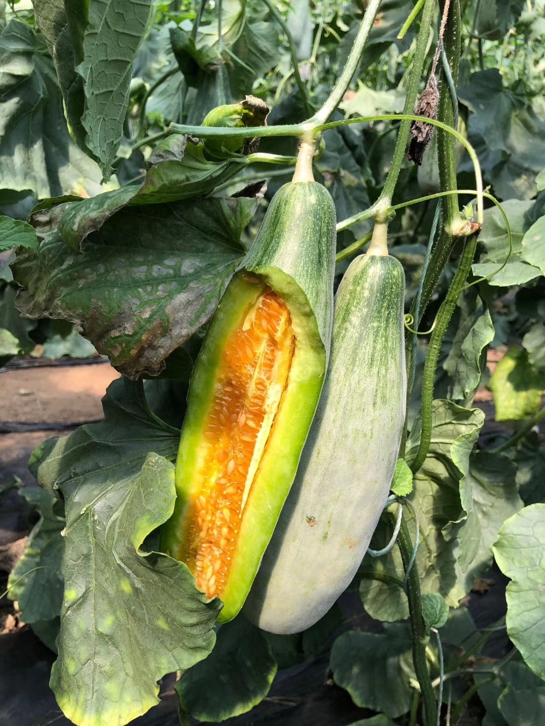 山东精品羊角蜜甜瓜羊角脆瓜档口电商超市全国批发产地实力代办