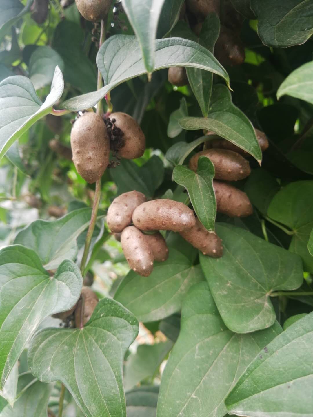 云南牛尾山药，云南山药老大哥，红土地种植