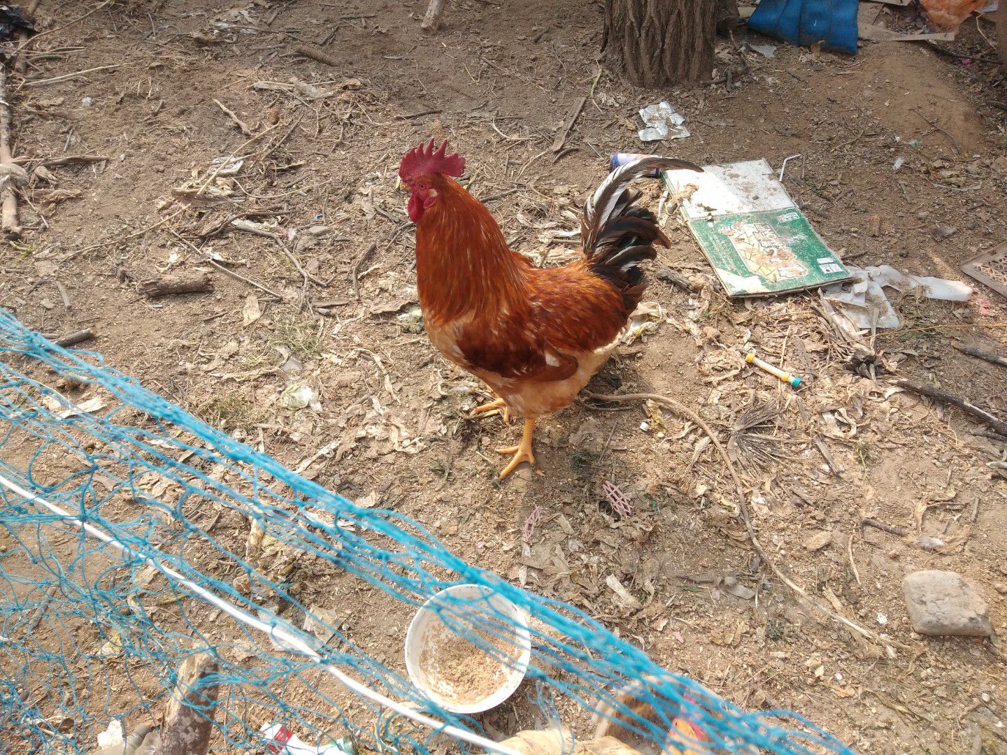 麻鸡  冠大！毛亮！尾巴长！随行就市！鸡好价好！非诚勿扰！