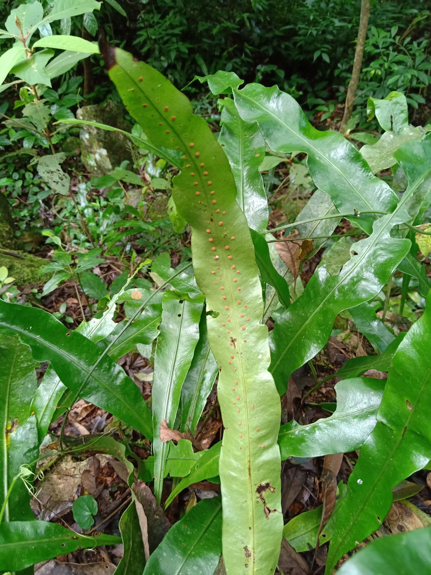 七星剑 需要干货鲜货量大价格可以详谈，大瑶山自然生态无污染