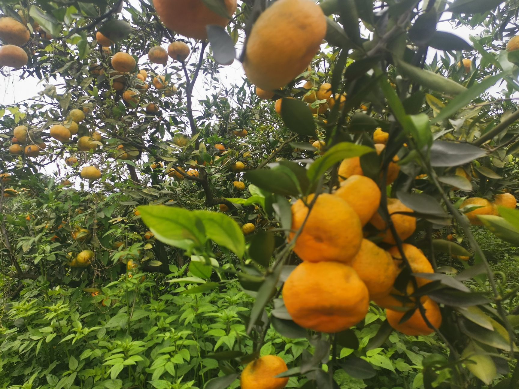 大分蜜桔的优缺点和特点(特早熟蜜桔大分5号介绍)