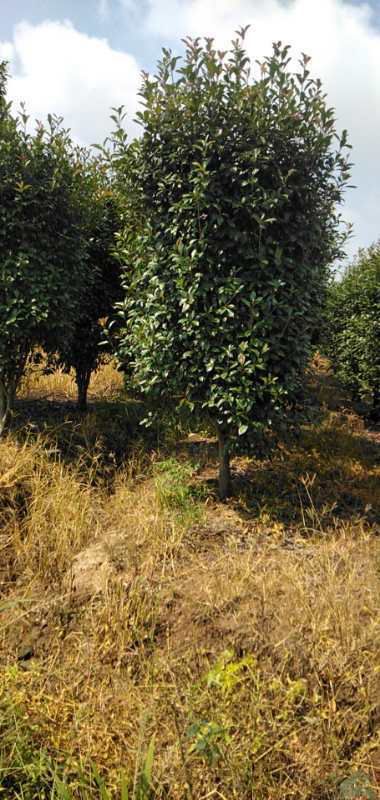 红叶石楠造型树  红叶石楠1-5米