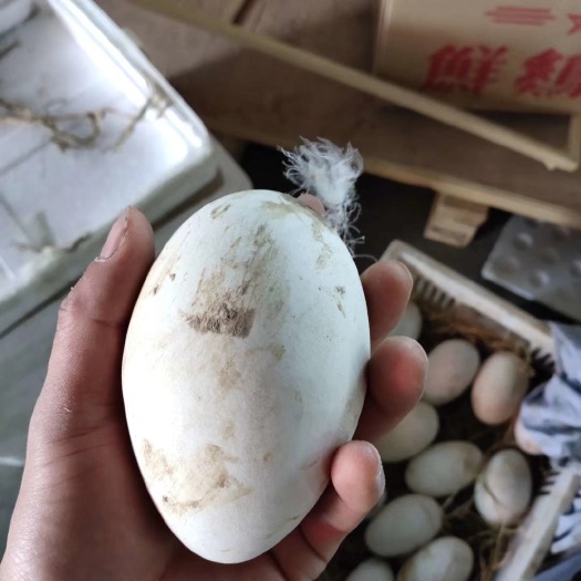 海盐县农家鲜鹅蛋放生鹅蛋土鹅蛋