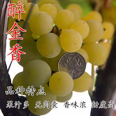 醉金香葡萄苗，抗病能力强，死苗补发，品种纯正
