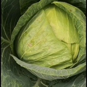 西吉县圆包菜  包菜，大铁头，净重6-20斤，需要工厂联系