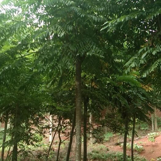 乐山普通栾树  栾树