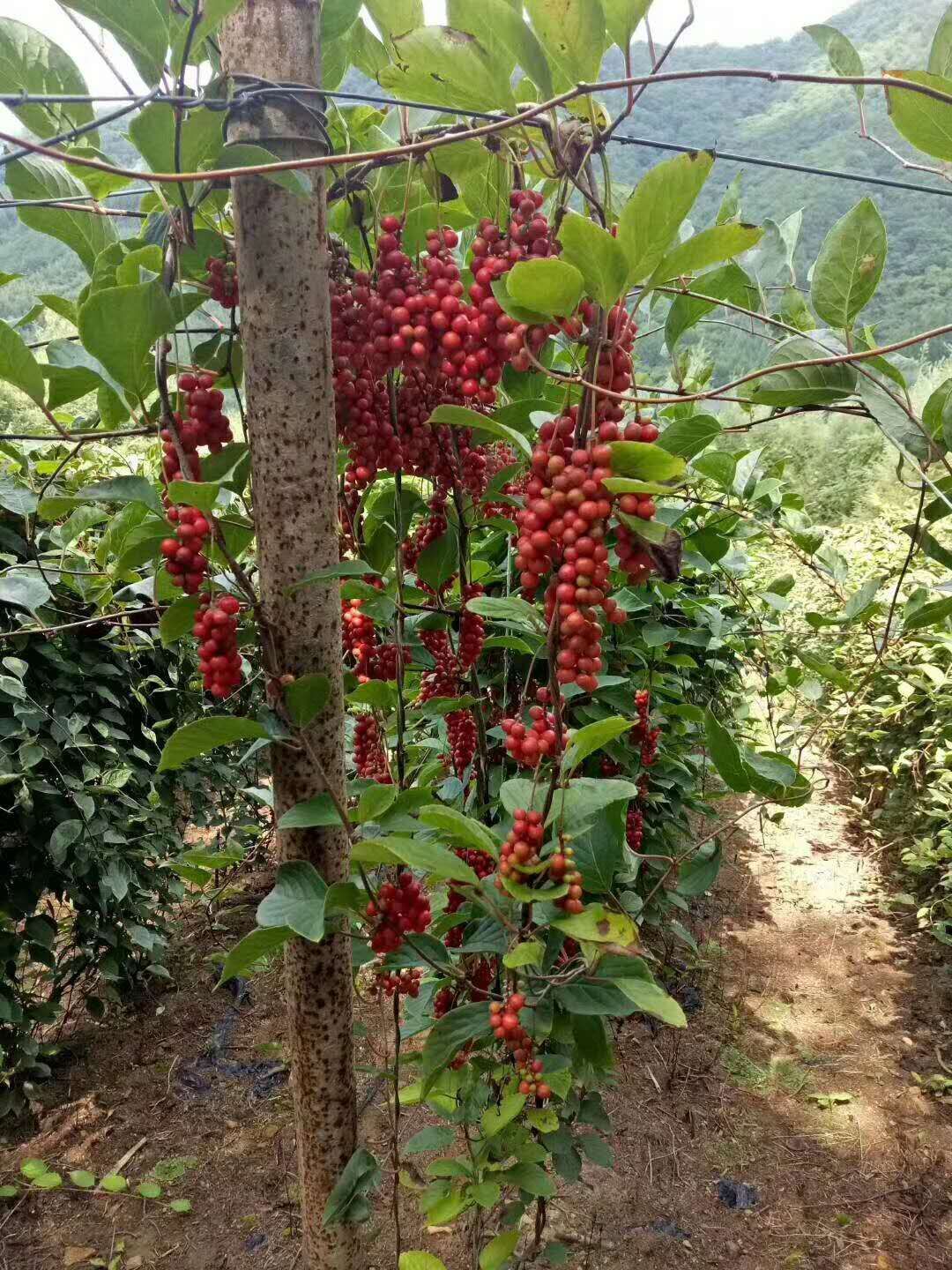 北五味子苗 高产