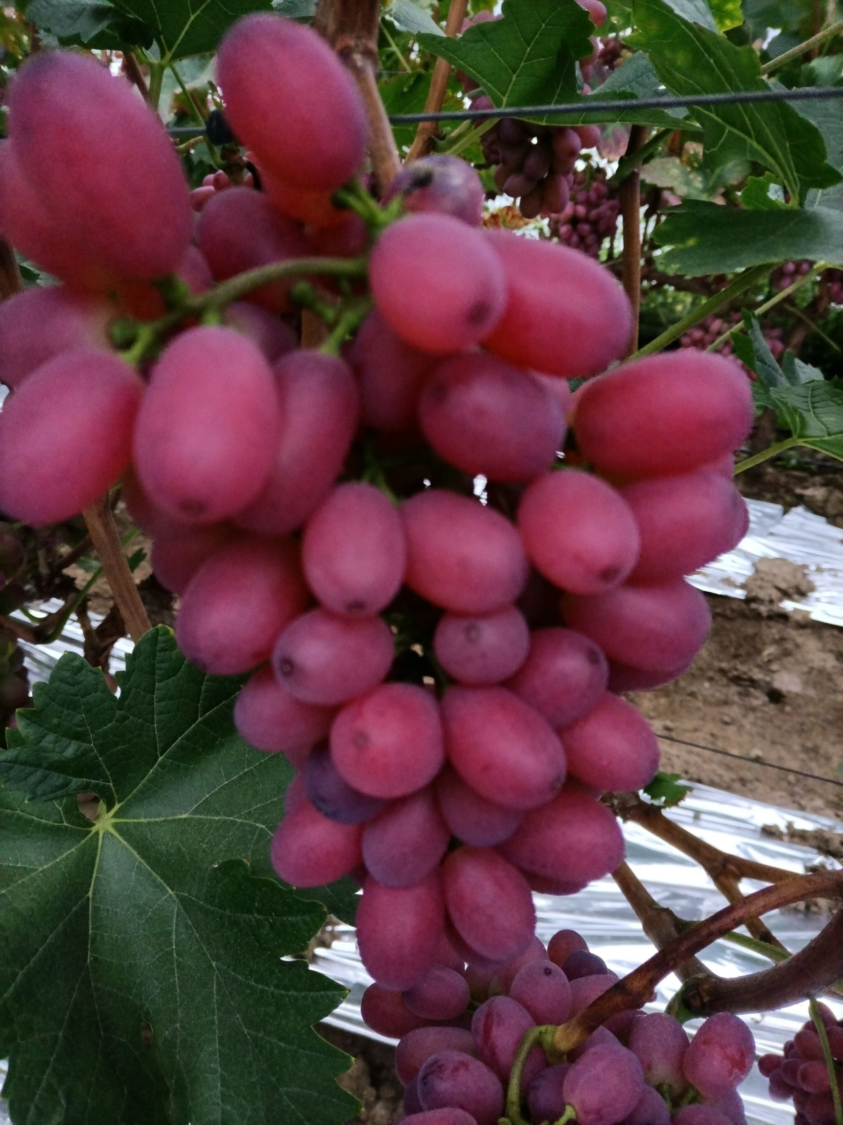 克瑞森无核葡萄 非常脆,非常甜,非常鲜