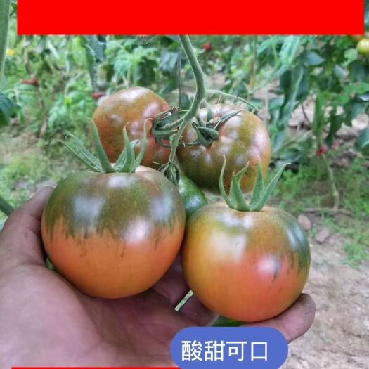 大连铁柿子  大连老铁山草莓柿子  酸甜可口小时候的味道