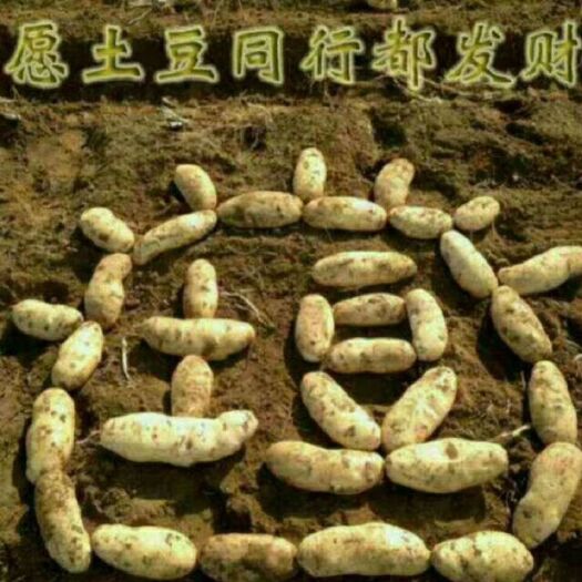 临洮县 黄心土豆，拢10