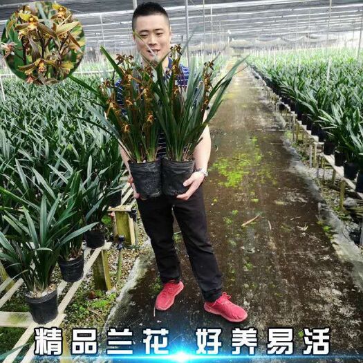 报岁花卉企黑墨兰兰花盆栽室内客厅阳台兰花苗宽叶兰花四季常青