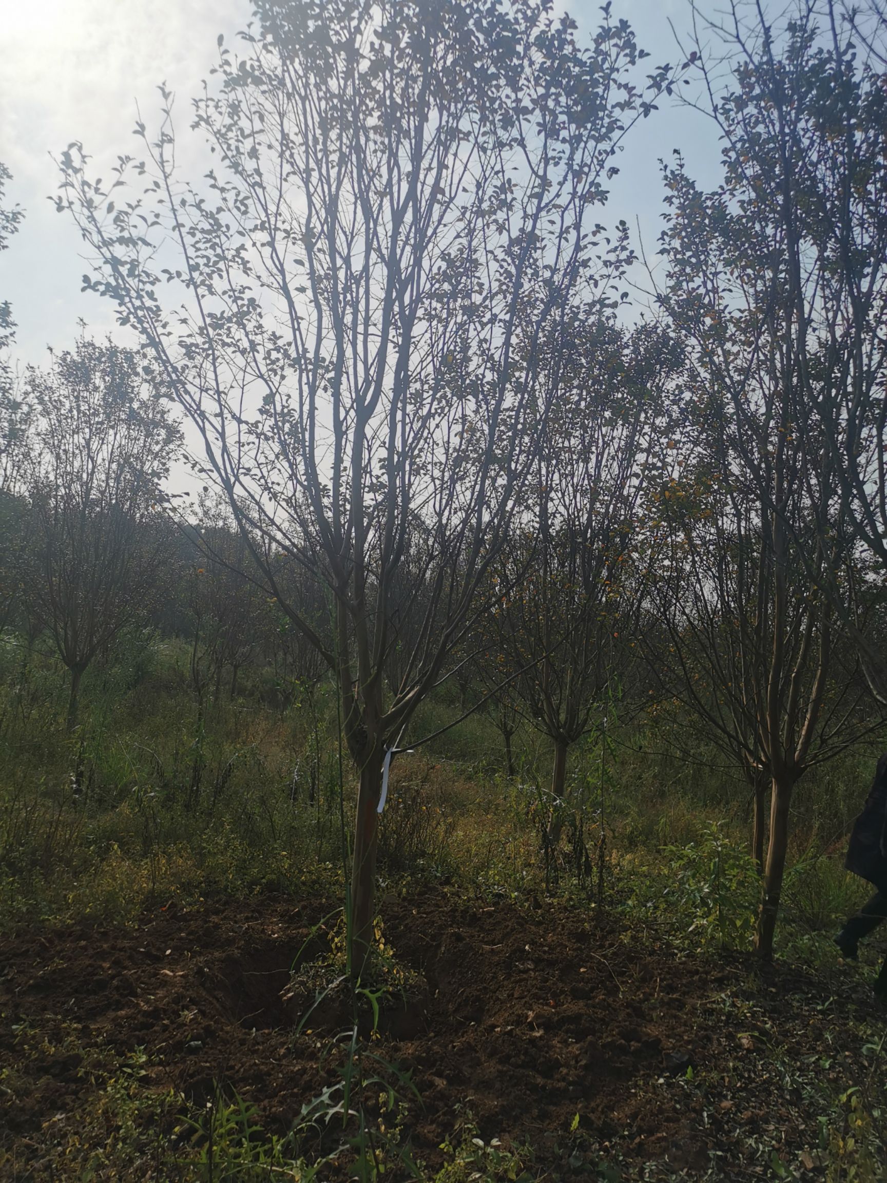 紫薇树 12-15公分紫薇，大量有货了！米12公分900