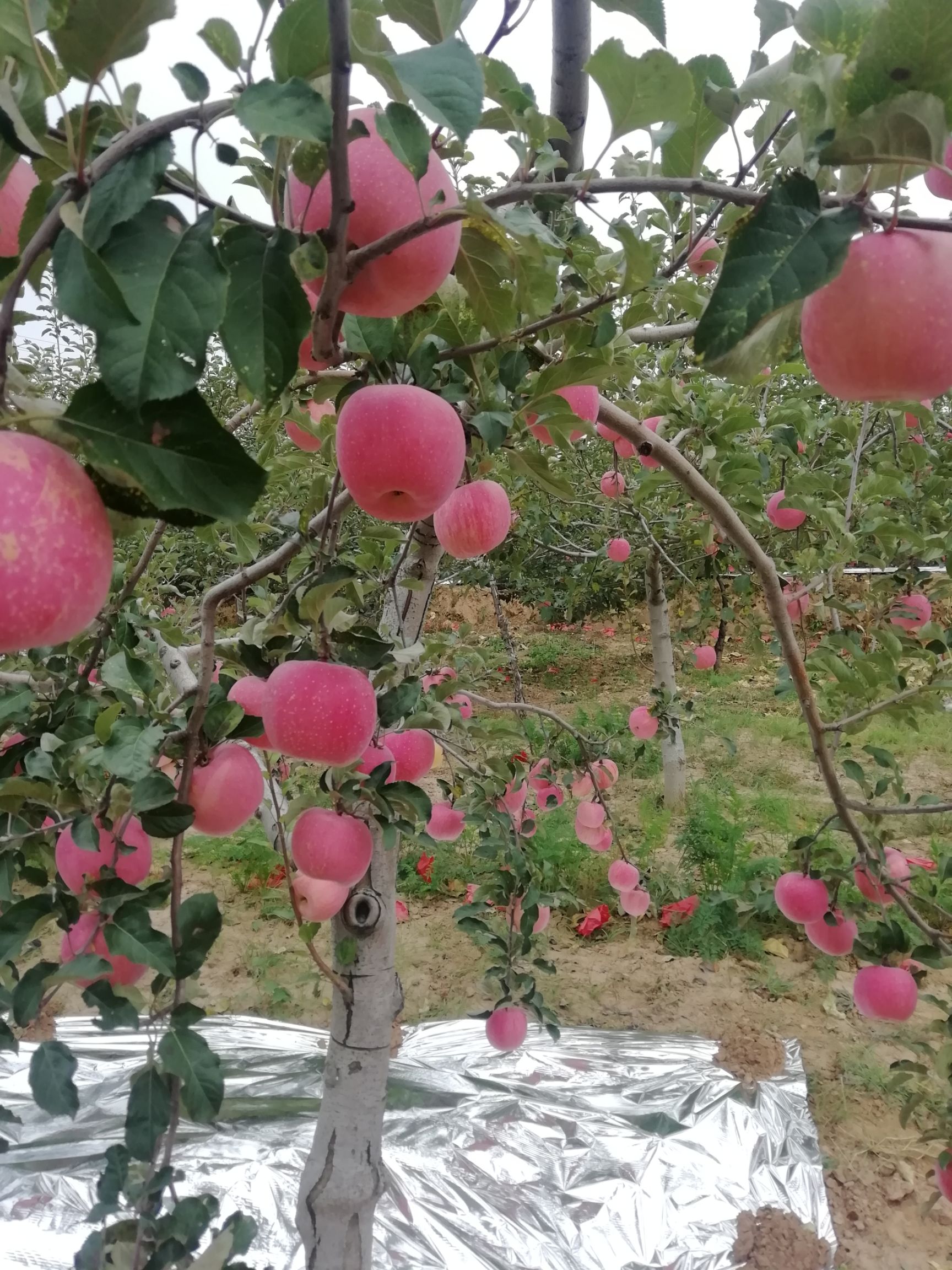 红富士苹果上市了，个大脆甜，色泽鲜艳，口感脆甜，纯绿色食品