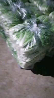 南通上海青  青菜毛白菜大量出售