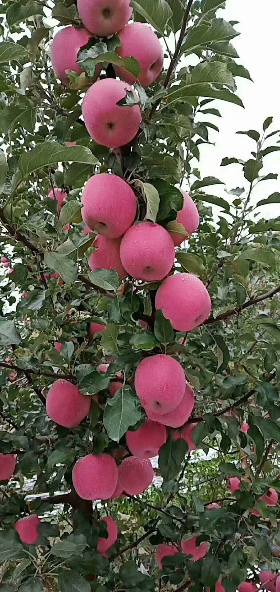 红富士苹果上市了，个大脆甜，色泽鲜艳，口感脆甜，纯绿色食品