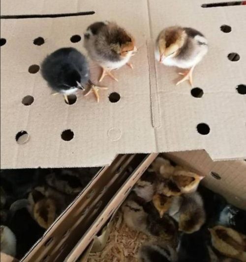 南宁杂交斗鸡苗，厂家直销包疫苗成活