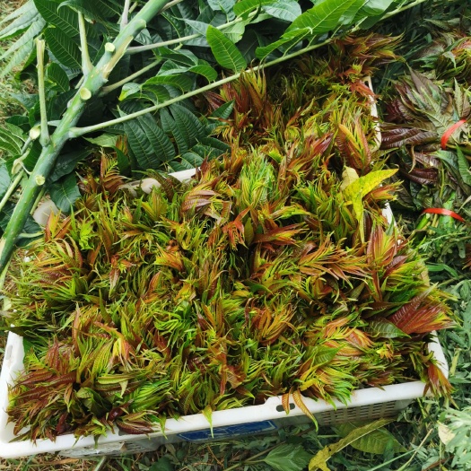 弥勒市绿香椿芽  云南绿色早香椿芽 无公害