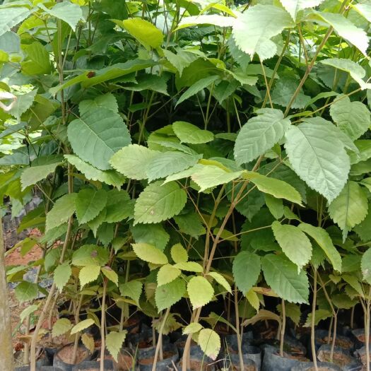广州2020年10月8日紫花风铃木现场视图