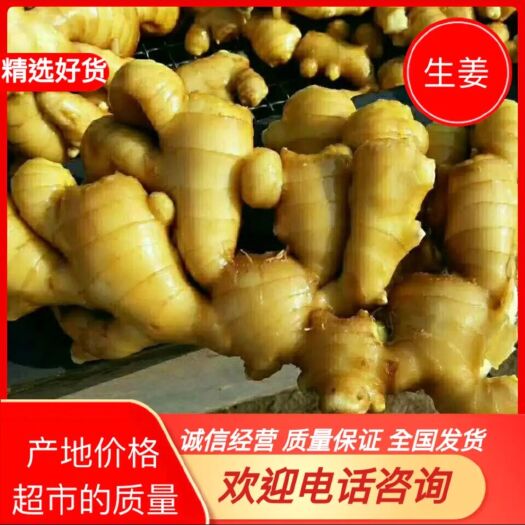 仔姜  『生姜产地』万亩基地 常年批发大黄姜 小黄姜 全国发货