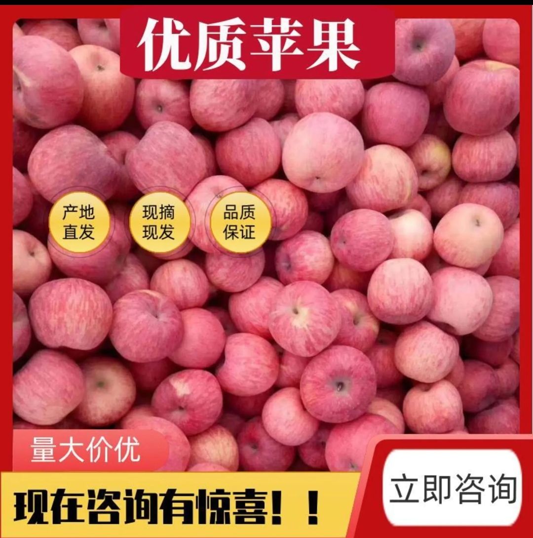 莒县山东苹果批发 产地直发 果园看货 万亩红富士苹果园林