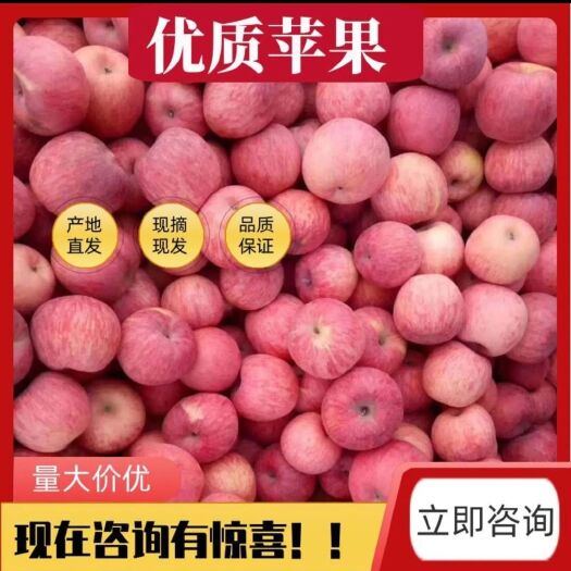 莒县山东苹果批发 产地直发 果园看货 万亩红富士苹果园林