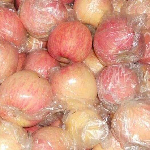 绥中县 寒富苹果。果儿大！色泽饱满。货源充足。
