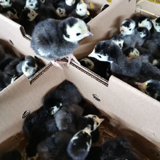 南宁火鸡苗，厂家直销包疫苗成活