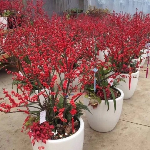 宁海县北美冬青树苗绿植物盆栽室内盆景红果花灌木花卉客厅轮生园林景观