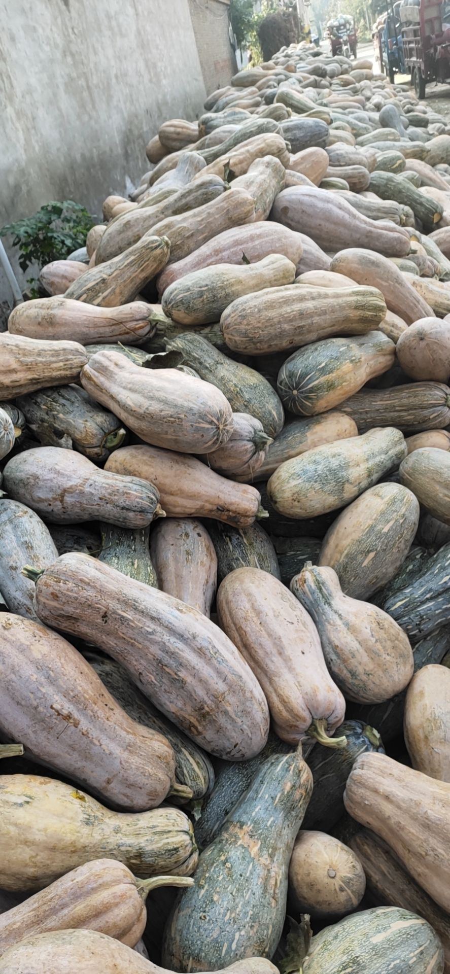 养殖用南瓜，黄南瓜，加工，市场南瓜，全年供应