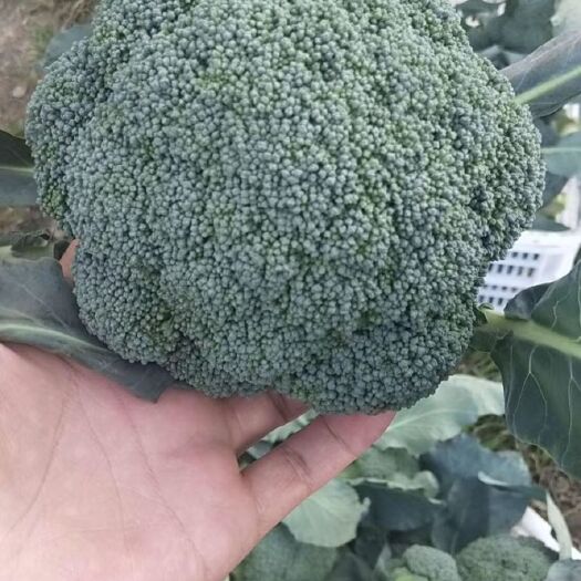 扶沟县耐寒优秀西兰花 【西兰花】基地直采👉一手货源💰有专属收货场地🚛 停车便
