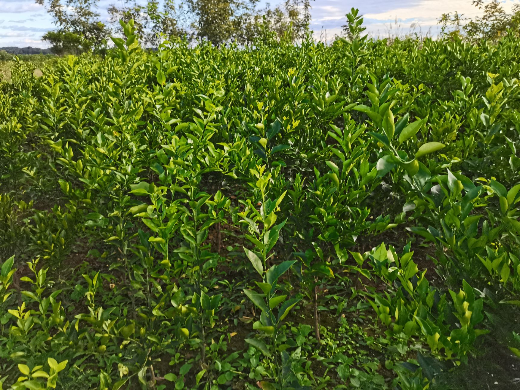 耙耙柑桔苗  自产自销，品种纯正，无病虫害。