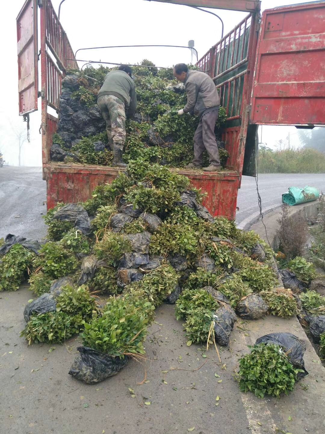 龍井43號(hào)茶樹苗 龍井43茶苗