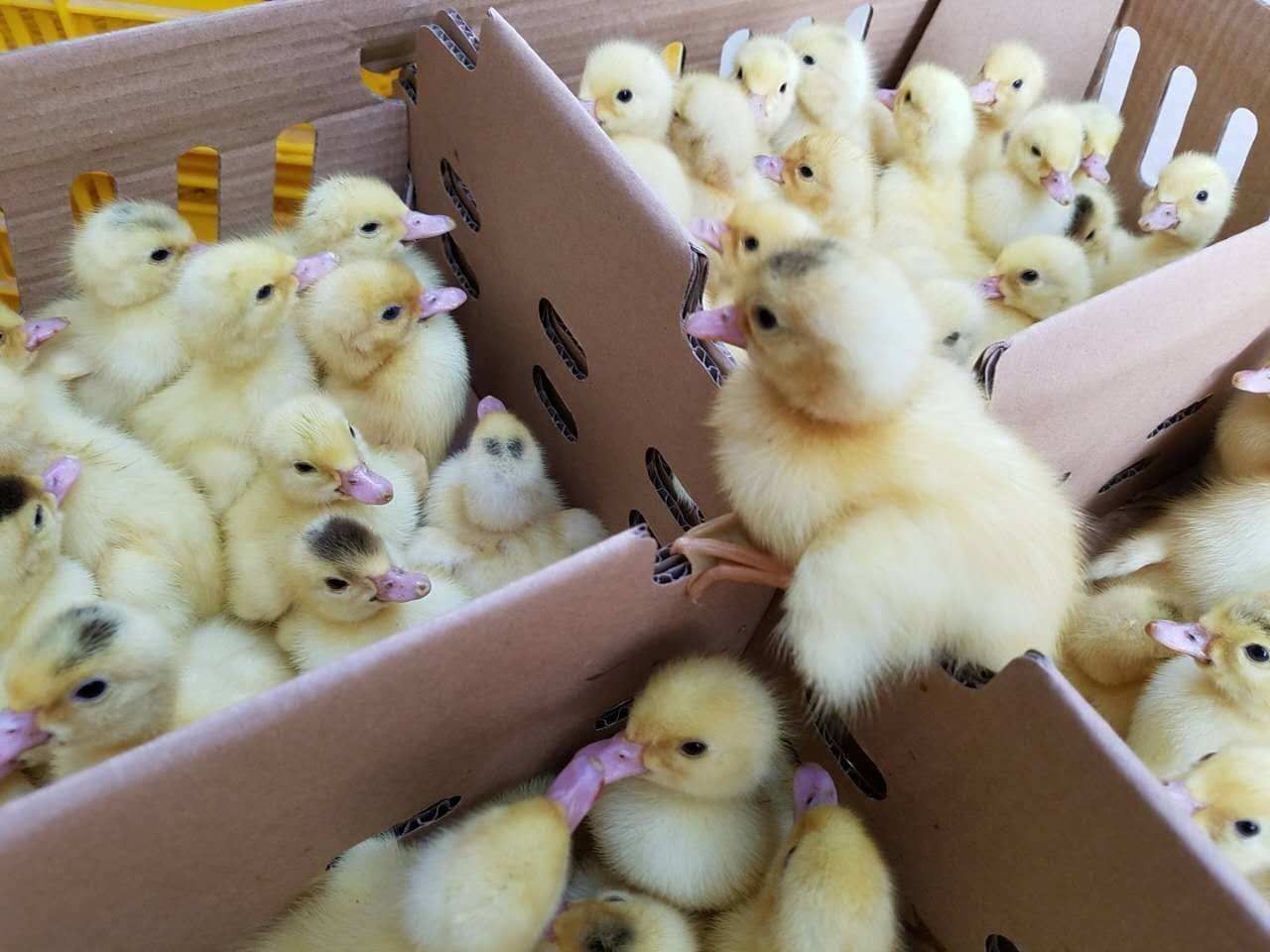 大种白番鸭苗  白西洋鸭苗厂家直销包疫苗成活。