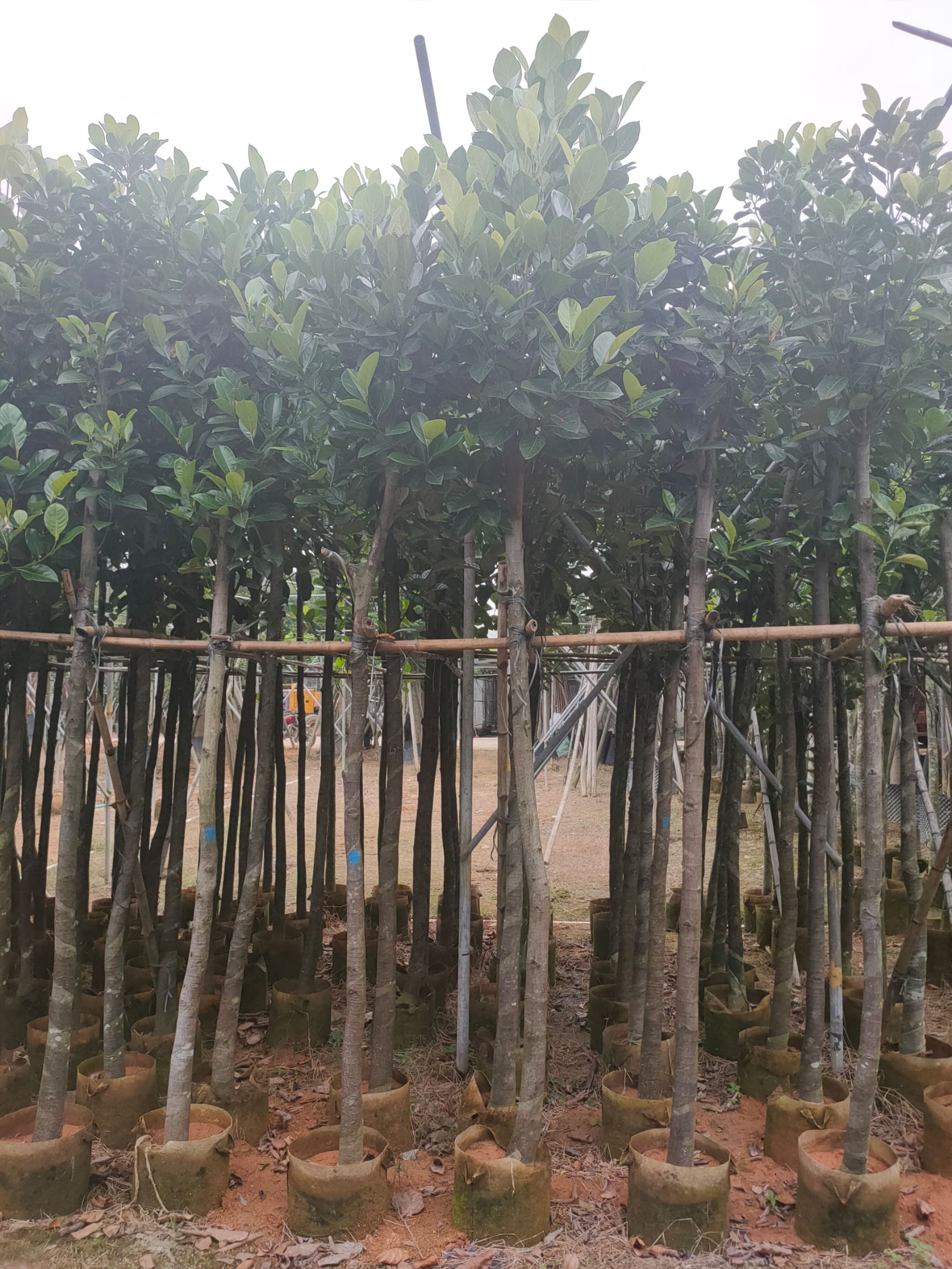 大花紫薇  诚信经营价格详情咨询 树菠萝、大叶紫薇 5-8分