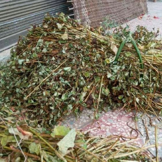 全州县红茎鱼腥草