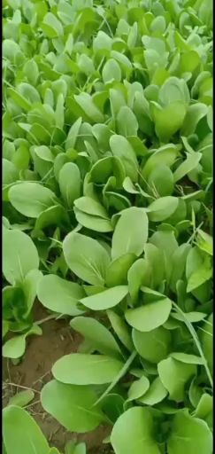 曹县北方小油菜