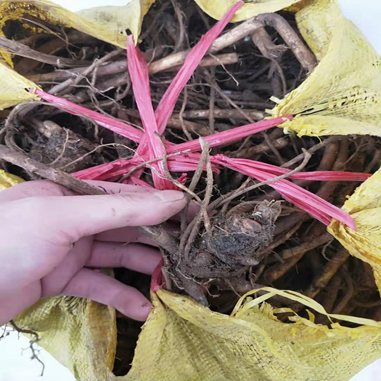 蜂斗菜种苗  山蕗菜 山露菜种子  野南瓜根批发 出口品质