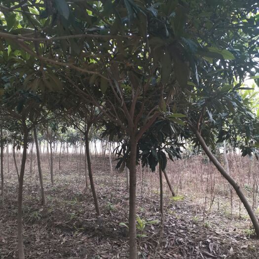 南阳塘栖白沙枇杷树  基地直供3—6公分枇杷树，树形好，一手货源，价格亲民