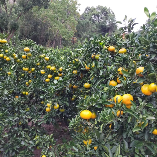 三门县黄岩蜜桔 宫川早熟少量上市，口感不错，皮肤好～